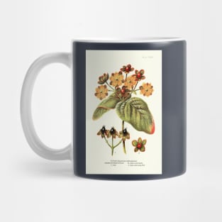 Tutsan St. John's Wort - Plant-life - Botanical Illustration Mug